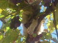 cat-sleeping-in-grapevine